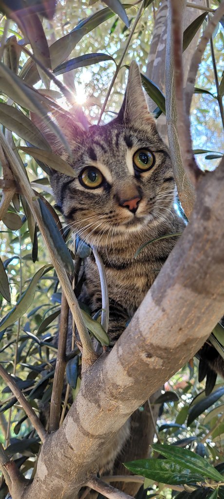 Go For Sho star hot images