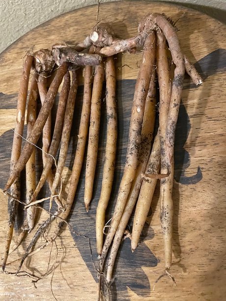 The plantguy model nice pic