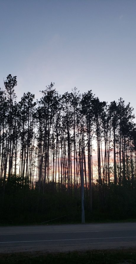 Alli Rose model adult picture