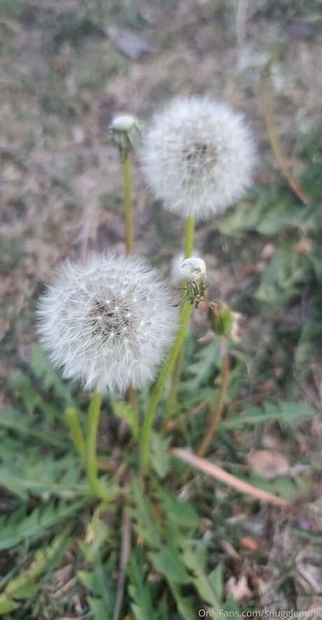 Snugglepunk exclusive model image