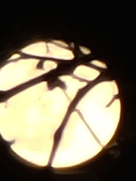 YourPalAl star nudes photos