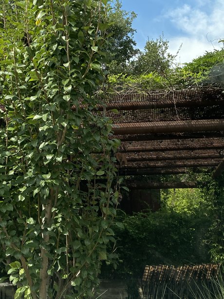 miko nudes pornstar pics