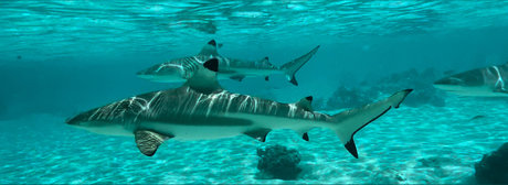 HotRiverGuy model top pics