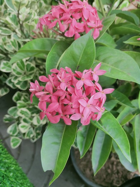 Kenji12 high quality pornstar archive