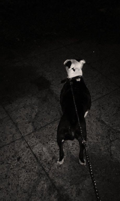 Maskedleo nude pornstar pictures