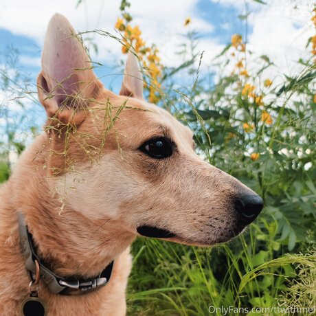 Topless talks with Mel nice pornstar pictures