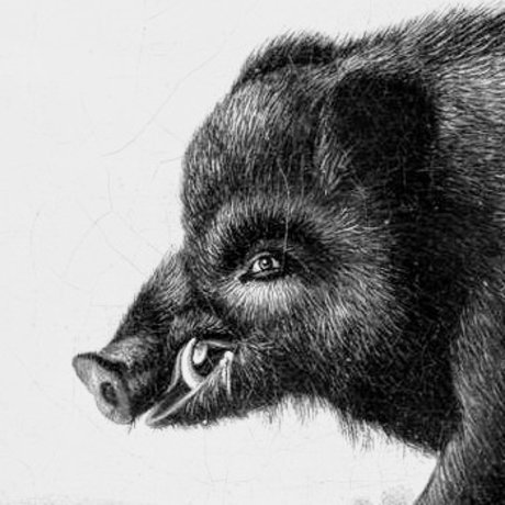 PerKoshon star free archive