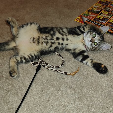 MewPaul pornographic star photos