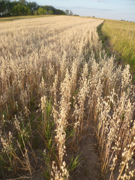 Richard Nixon was not swag best model pics