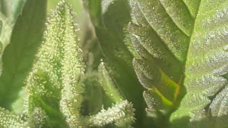 Meandmygirls model xxx image