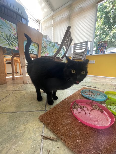 Marquis J model pornographic image