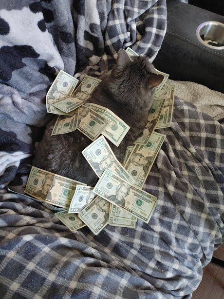 7 Cats xxx model gallery