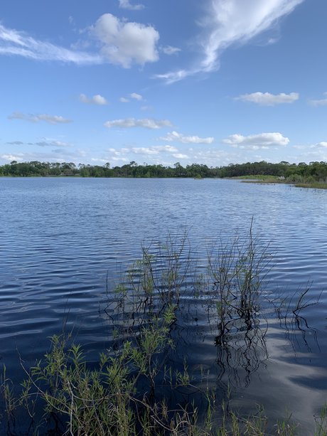 Puppy Mills star hot image