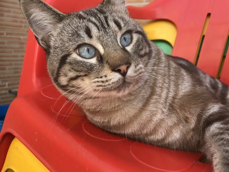 Gato star exclusive gallery