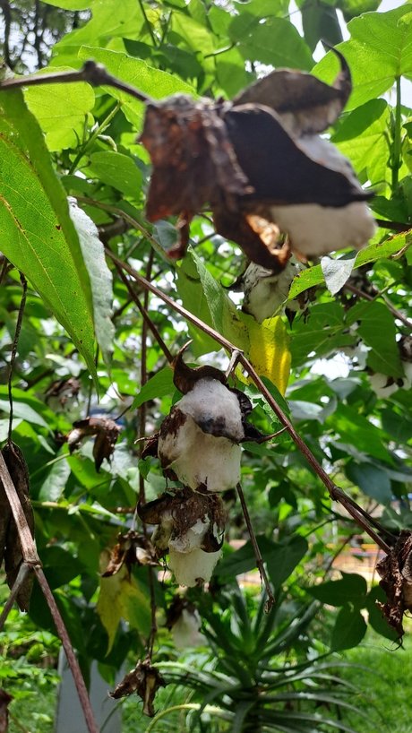 Ocel9ttygirl pornstar beautiful picture