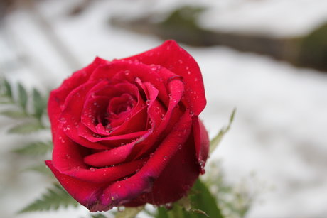 Lady Aerin erotic pornstar images