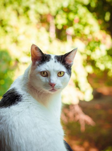 enchanted star naked image