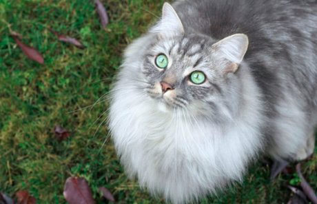 enchanted pretty actress images