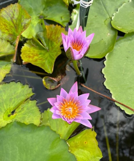 Plantbae star hd gallery