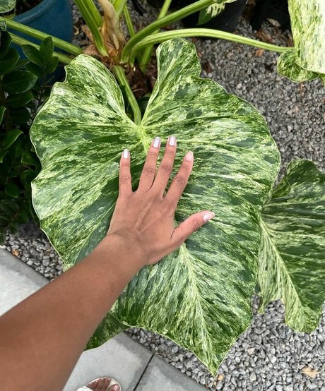 Plantbae pornstar top img