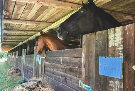 truestellablue pornstar xxx images