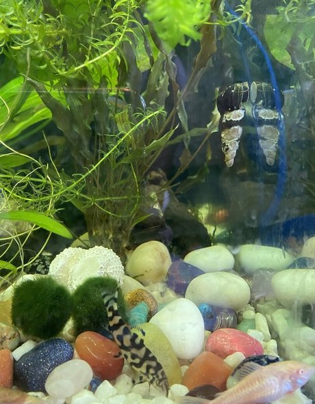 buffbandittfree nice actress photo