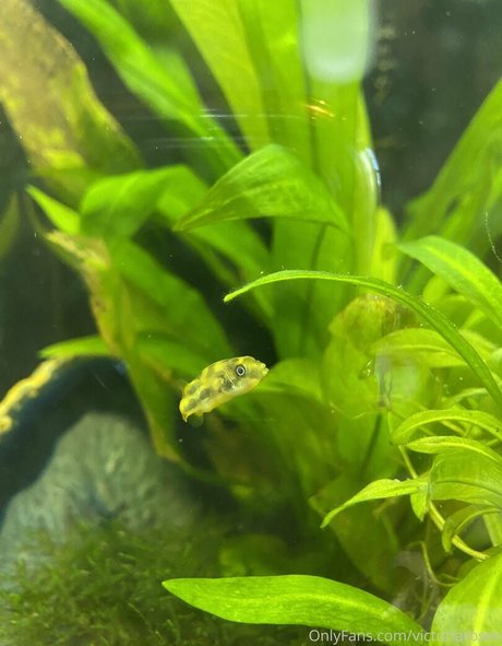 asmr blowjob onlyfans free xxx galleries