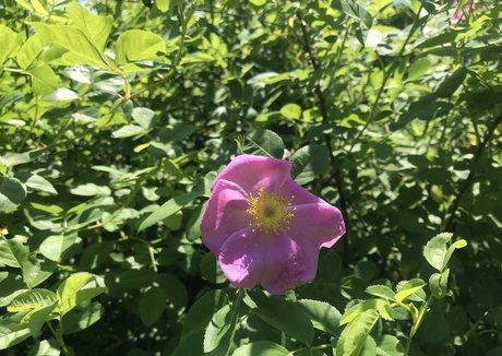 harperlane nice model pic