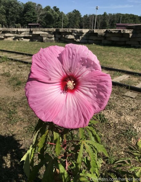 harperlane model nice pic