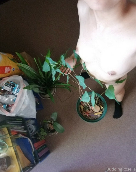 buddingroselia star pornographic picture