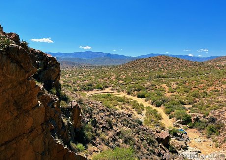 knotty by nature exclusive model archive