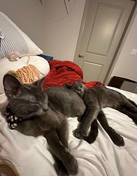 maddylovings perfect star image