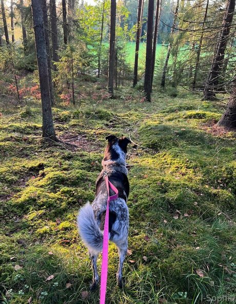 i sophie model porn pic