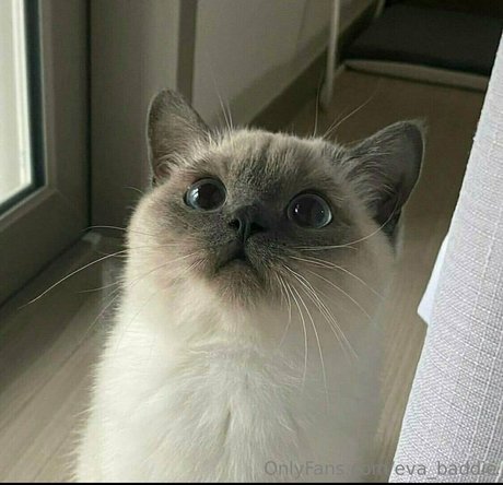 eva baddie erotic star picture