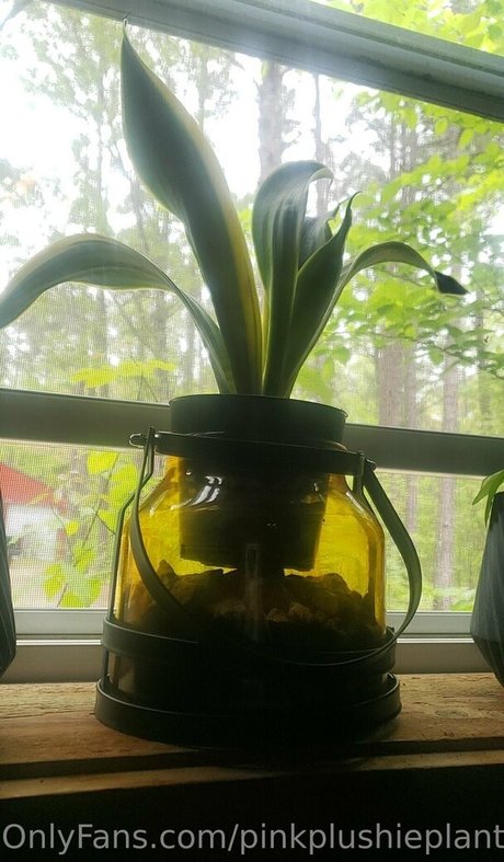 pinkplushieplants nudes actress photos