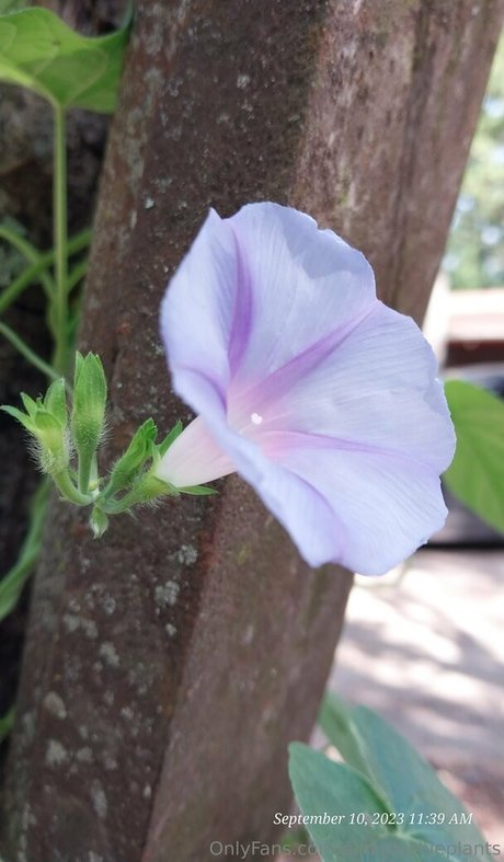 pinkplushieplants star beautiful pics