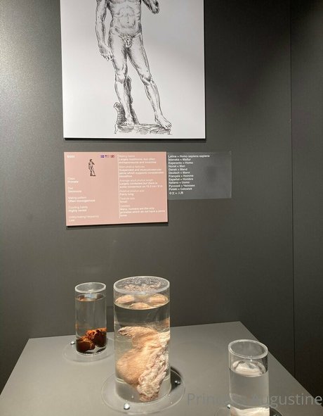 princessaugustine erotic star gallery