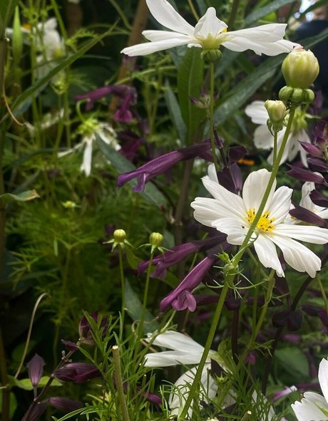 lexia 69 model pretty image