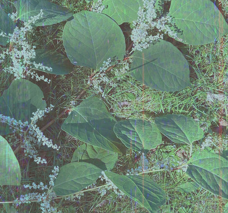 cedella01 free model photo