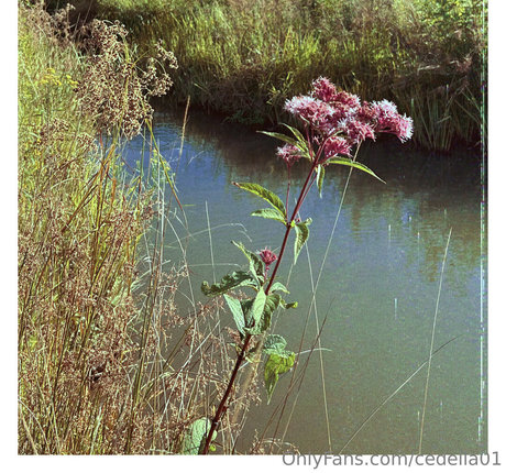 cedella01 nudes model photos