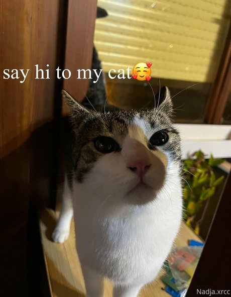 bunnynadja pornstar xxx archive