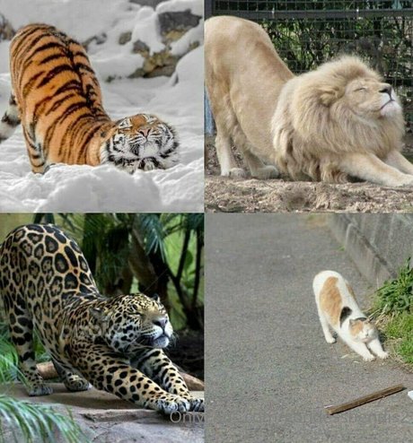 goddessbendis2 pornstar top pic