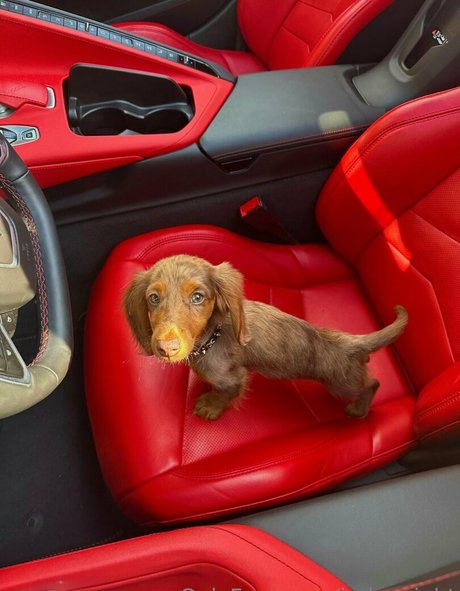 indywright pornstar xxx galleries