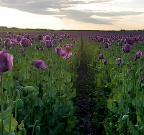 Violet Denier model pretty photos