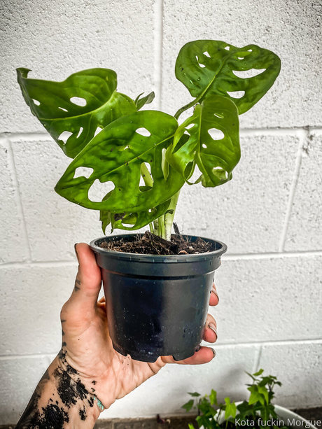 kota morgue star hd images