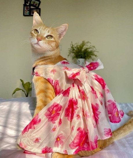 Princess VIP model nude images