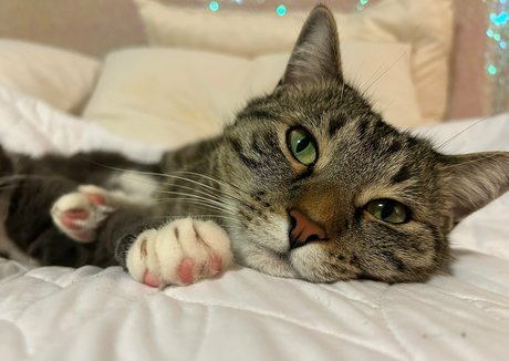 bikinibites nude pornstar gallery