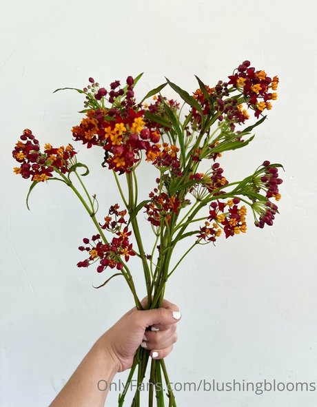 blushingblooms pornstar adult img