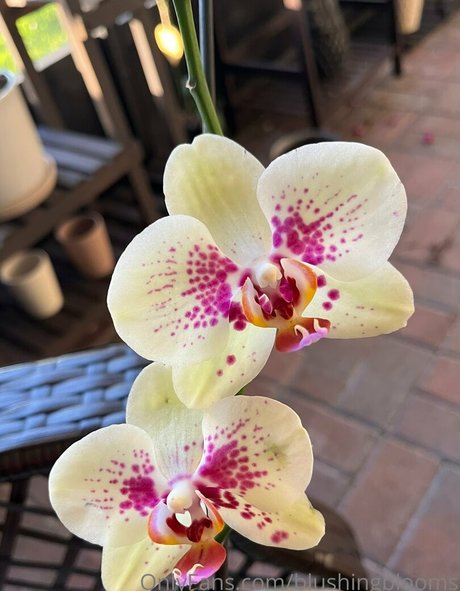 thick redhead onlyfans pretty pic