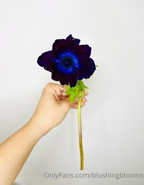 blushingblooms top star photo